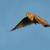 Skřivan polní - Alauda arvensis - Sky Lark 0652